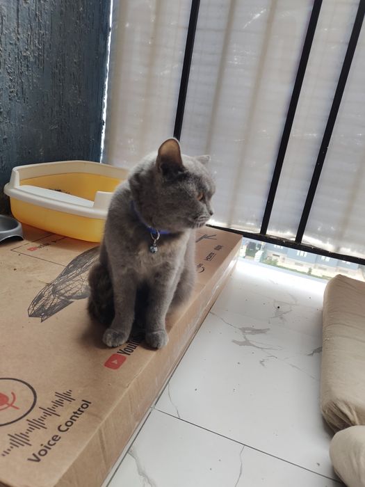 Britsh shorthair qiz bola