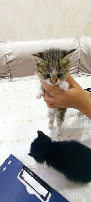 Hadyaga beriladi