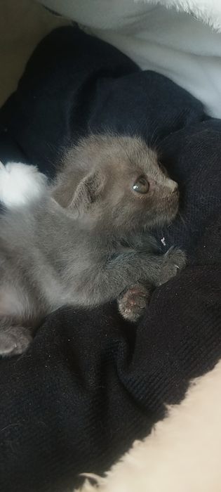 шотландский вислоухий котенок