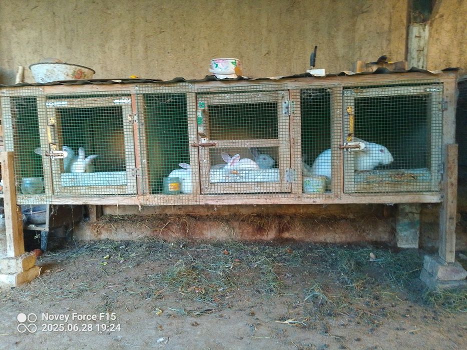 Vilkan va patli quyonlar