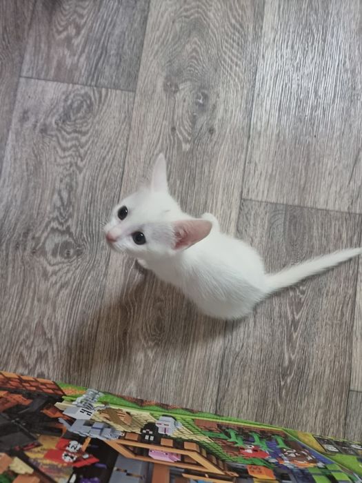 Котят в добрые руки