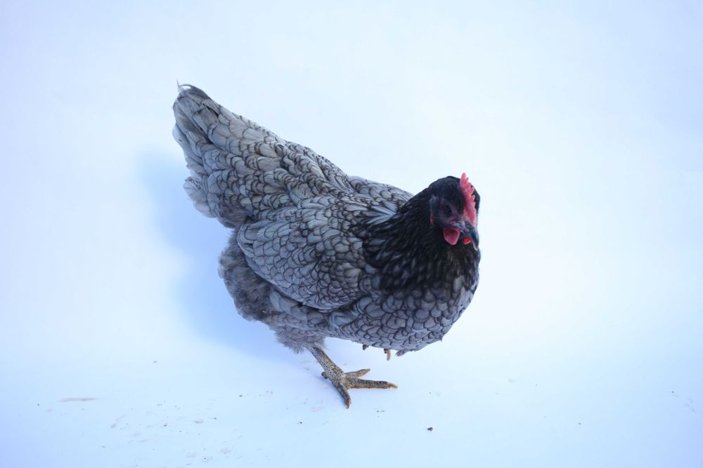 Oua pentru incubat, puisori de AUSTRALORP și cocoși