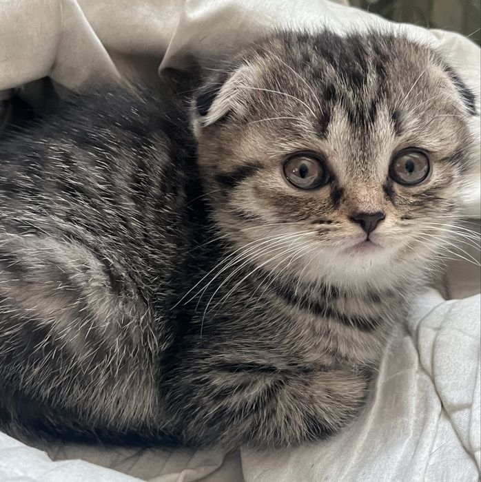 Продам котенка девочку