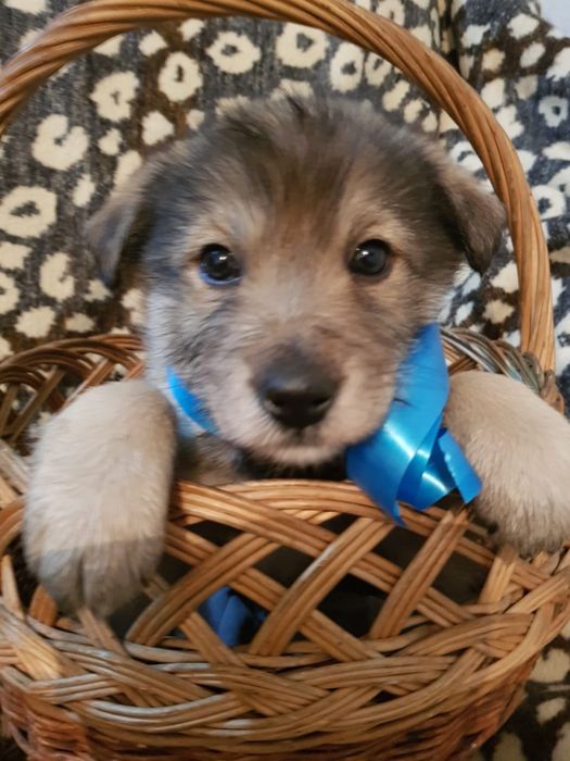 Симпатичные щенки в хорошие руки.