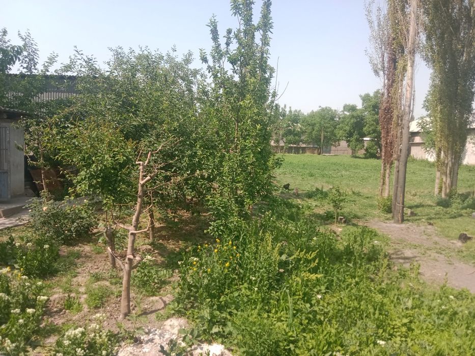 Бош ер сотилади 8 сотох