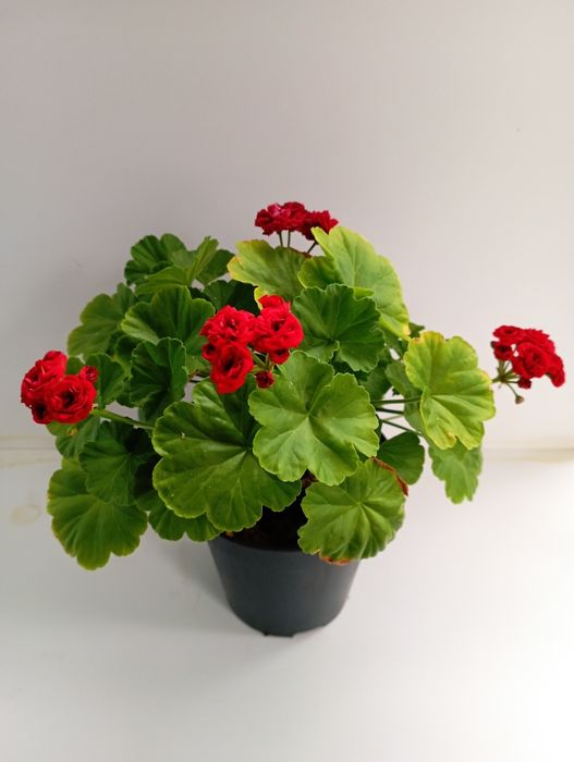 Пеларгония в ассортименте