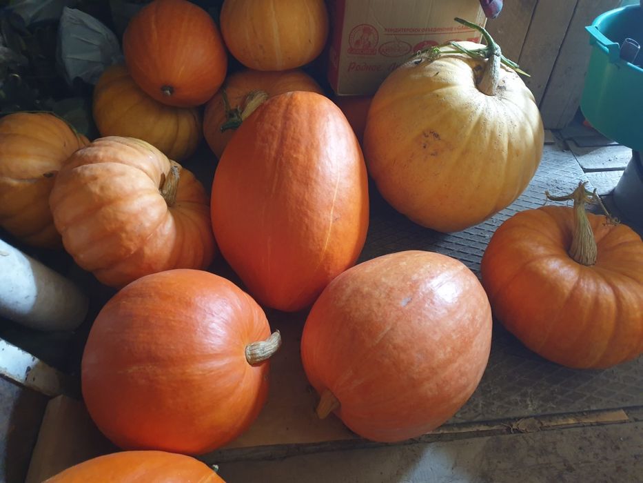 Продам тыкву дачную