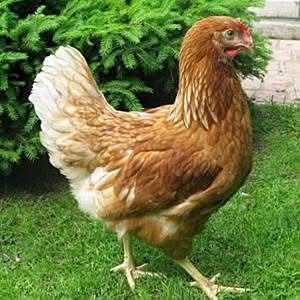 Продавам Кокошки ломан браун