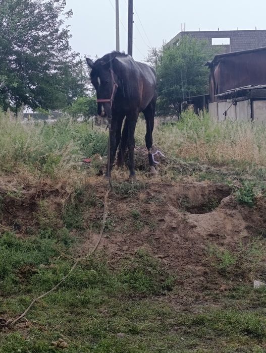 2 Жасар Тай сатылады