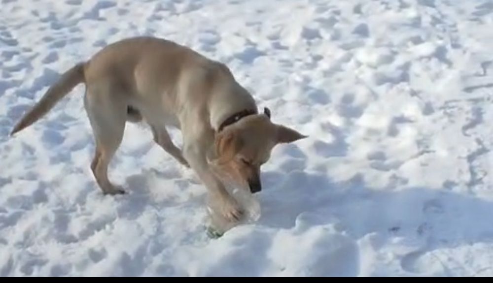 Продам Лабрадора летривер.