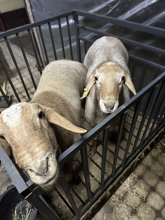 Куйлар сотилади