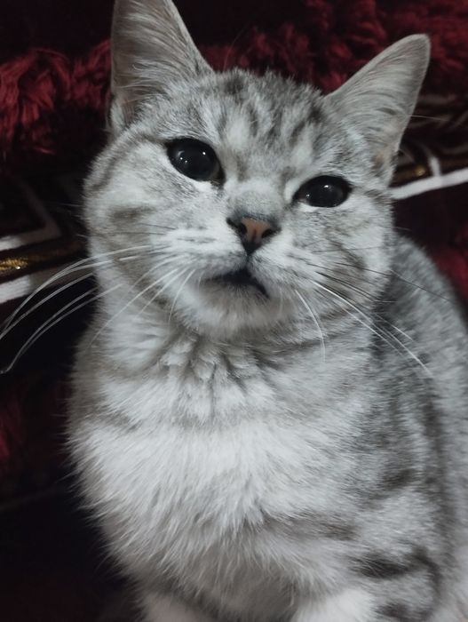 Британский кощка