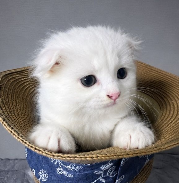 Вислоухий котенок девочка