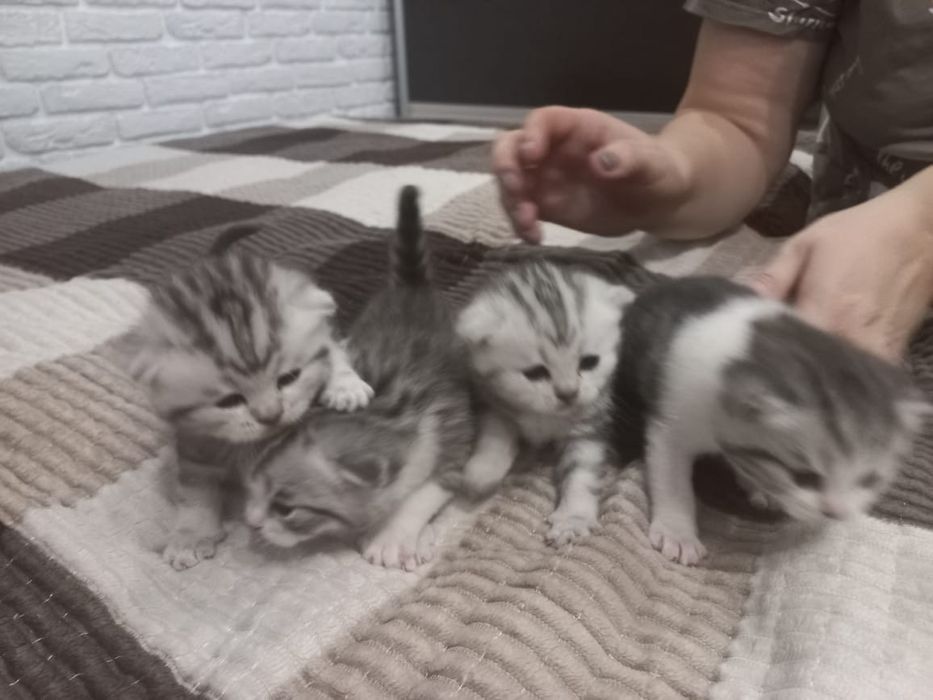 Породистые  котята  Британцы