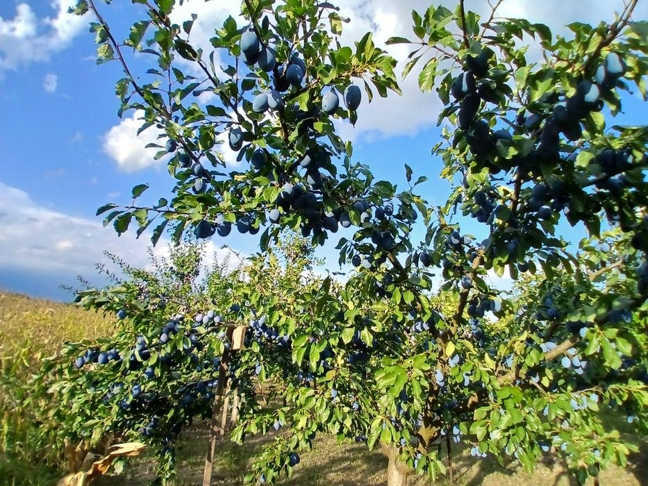 Vând prune proaspete