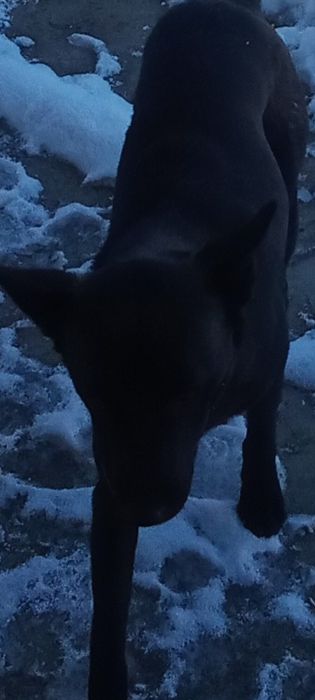 Девочка стерилизованая имя Тора ,полное имя Торнадо .