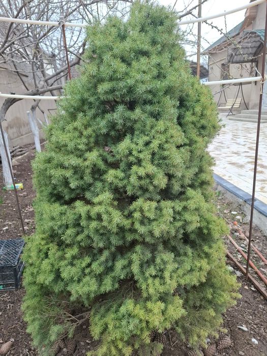 Елка широкая очень