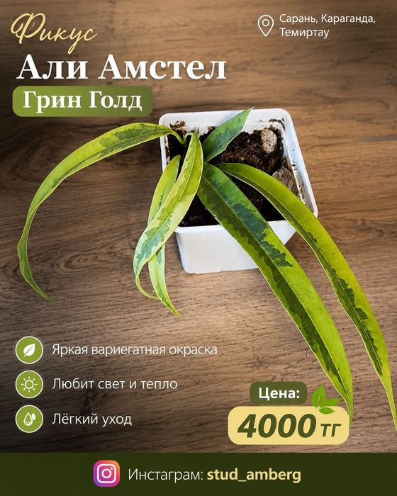 Фикус разный 1..