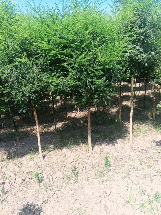 Все виды декоративных саженцев — оптом с собственного поля!