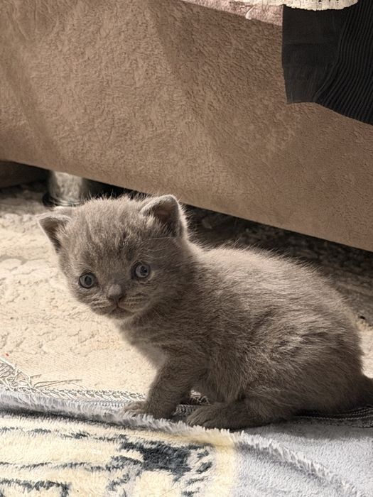 Британские котята