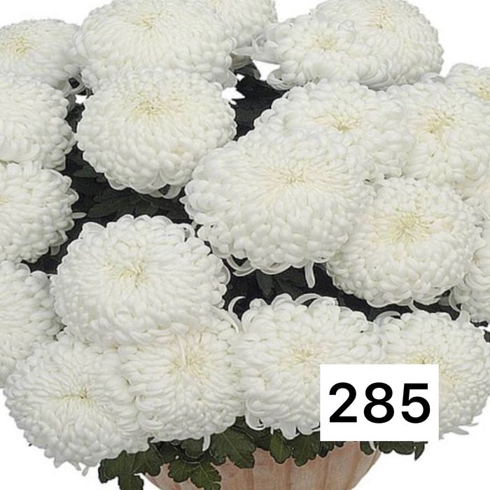 Хризантема мультифлора и крупноголовая