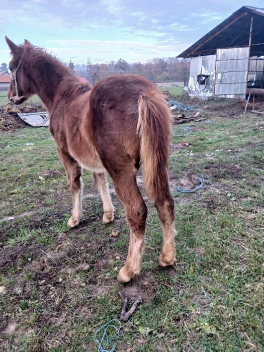 Vând manză semi grea!