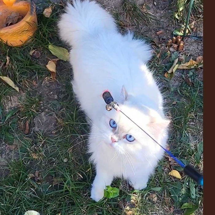 Fetita British Longhair alba cu ochi albastri superba