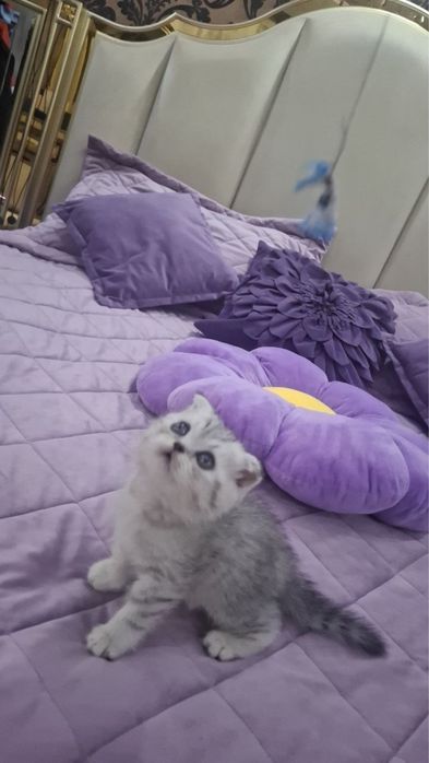 Шиншилла котенок шотланский вислоухий
