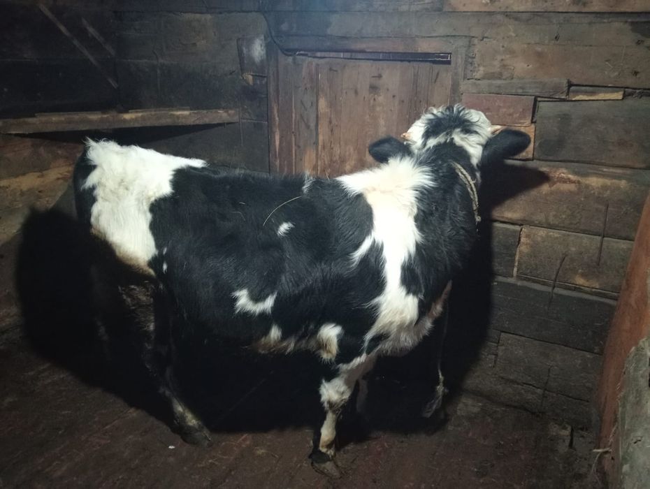 Продам 3бычок 4тёлка оптом