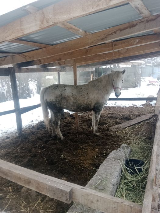 Буаз сауылатын бие