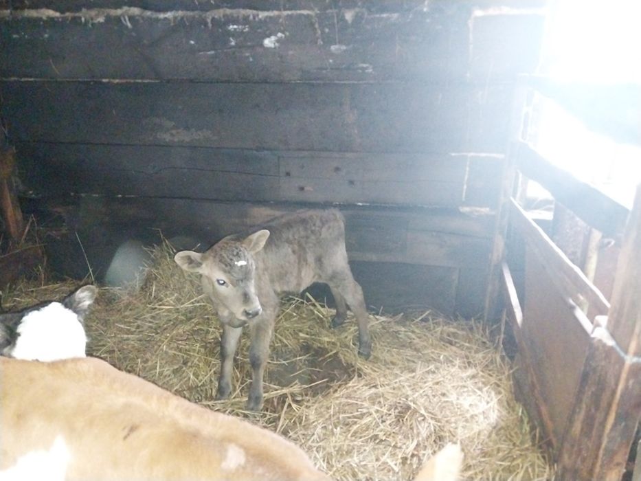 Продам телят тёлочки!