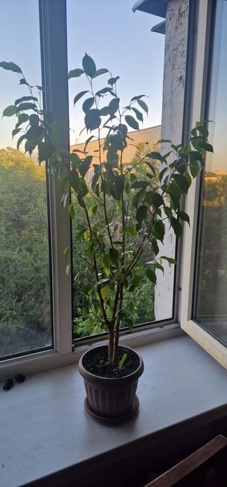 Фикус Бенджамина