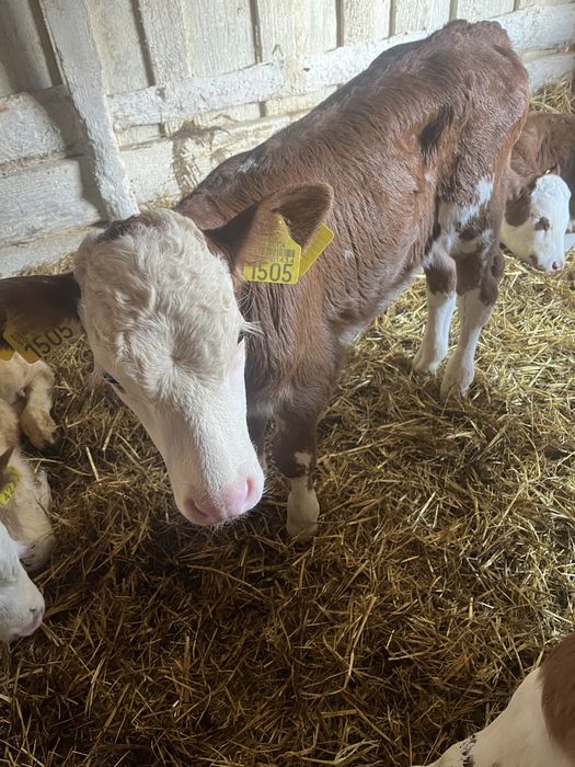 Vand o vitea baltata