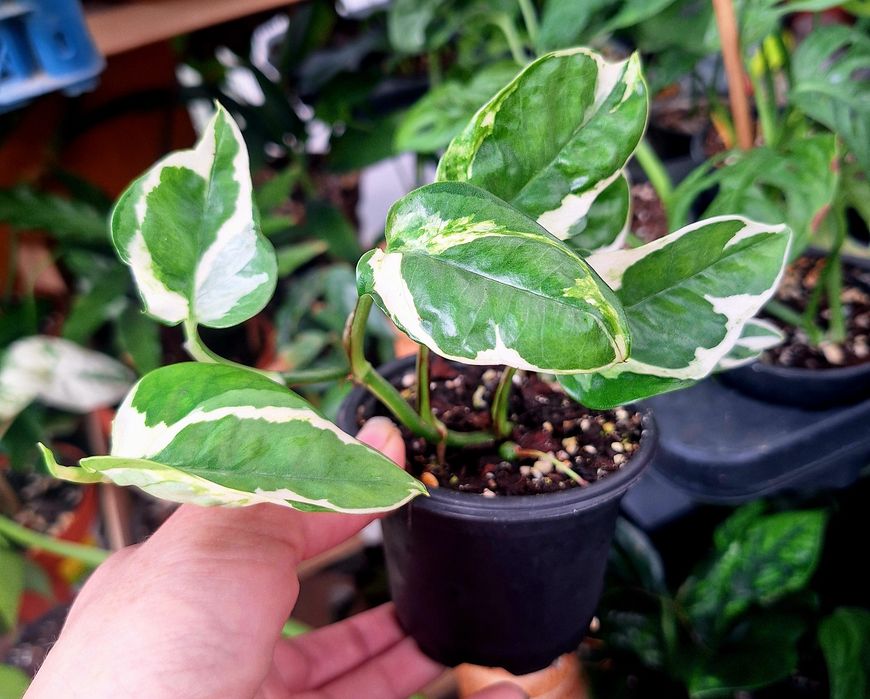 Vand plante de apartament