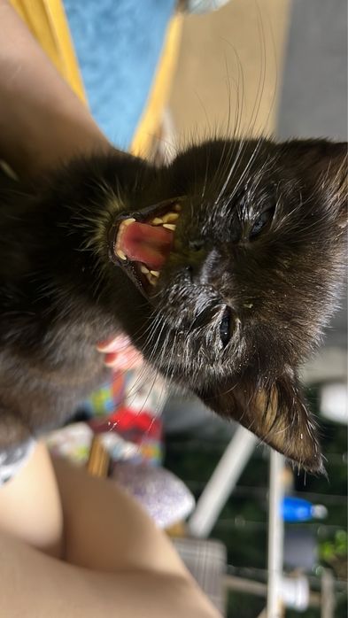 отдам котенка в хорошие руки