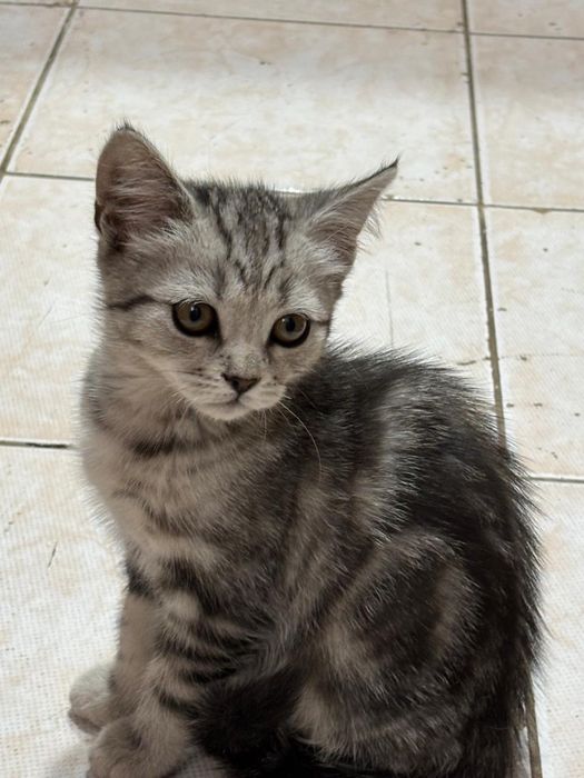 Котенка продам