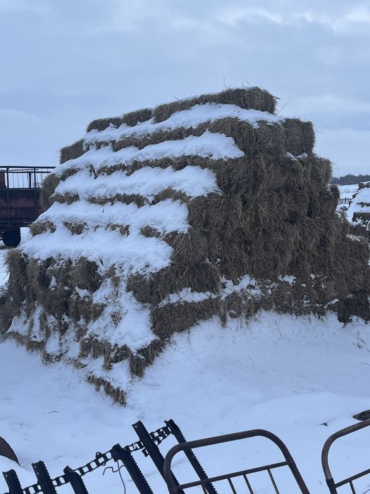 Шөп сатылады тюкпен продается сено в тюках