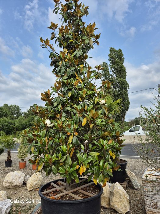 Magnolia  grandiflora