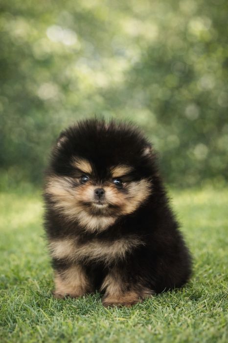 Чистокръвни Померани