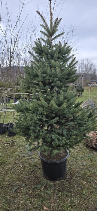 Brad argintiu și verde