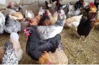 Домашние яйца вкусные