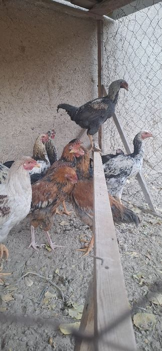 Xonaki tovuq va xo'rozlar  sotiladi samarqand shaharda