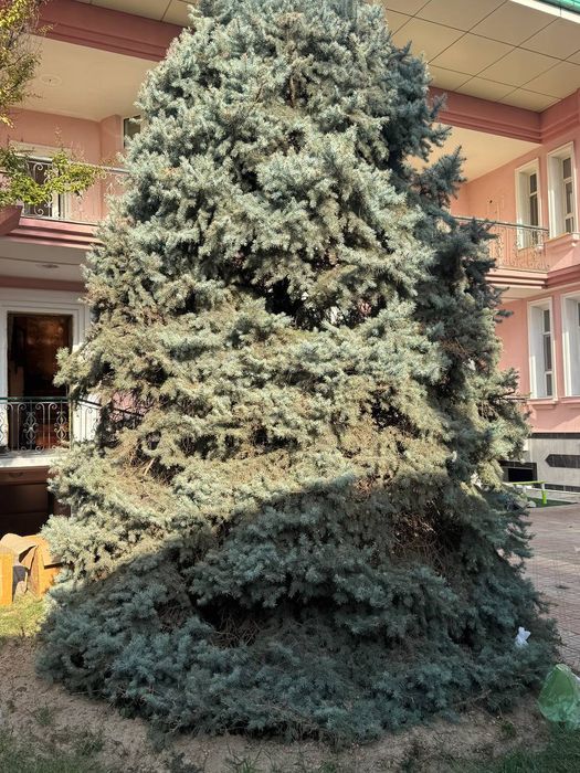 Арча сотилади срочна