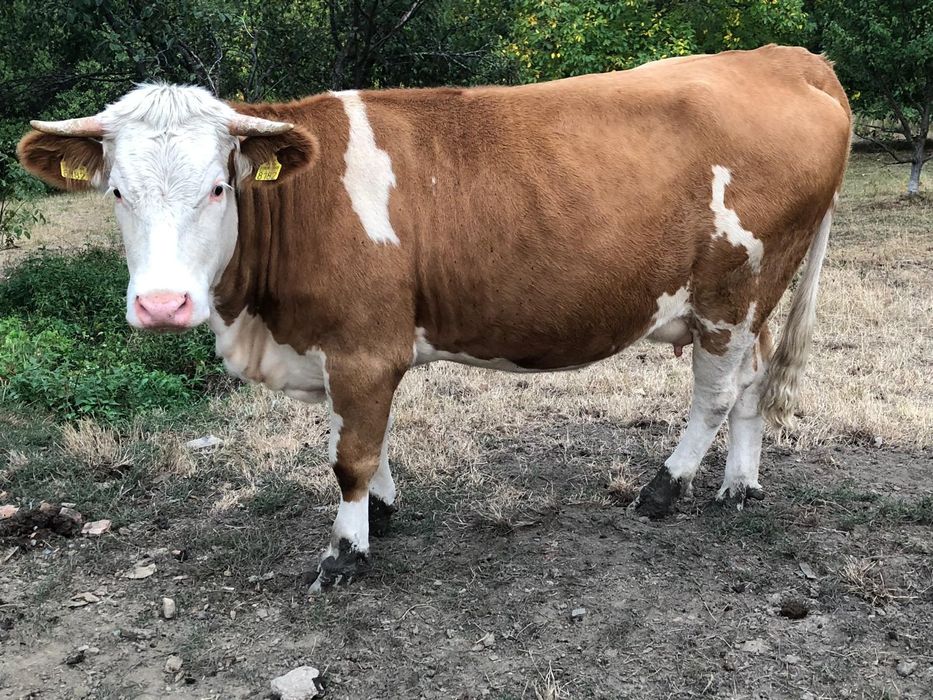 Vand jurinca, vaca
