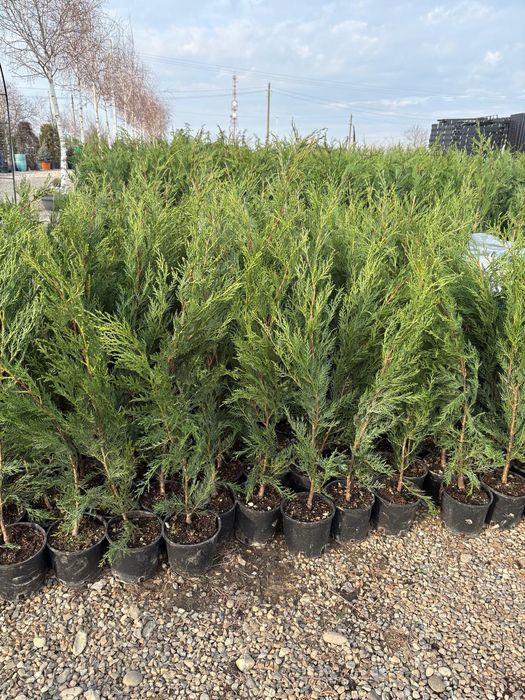 Leylandii gard vesnic verde