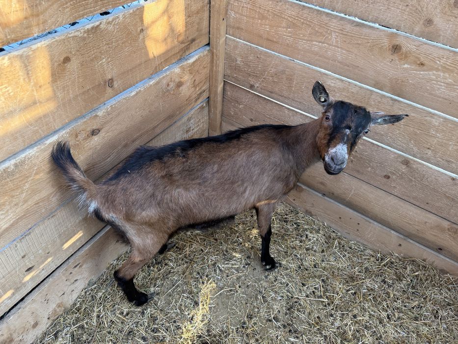 Vand o capra alpina franceza cu pedigree.