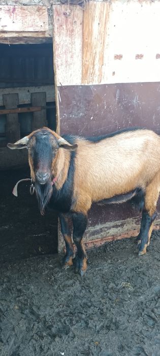 Vând țapi alpin francez și sannen