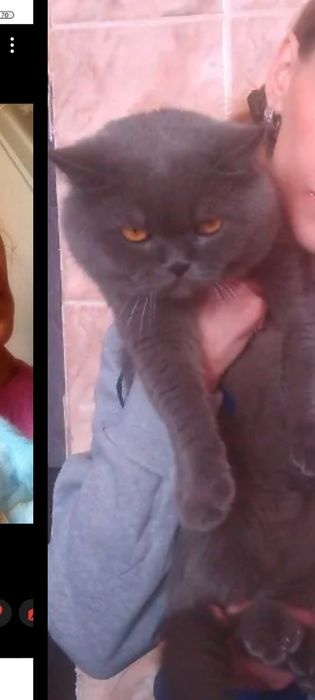 Бриташка 1,5  месяцев..Приучены