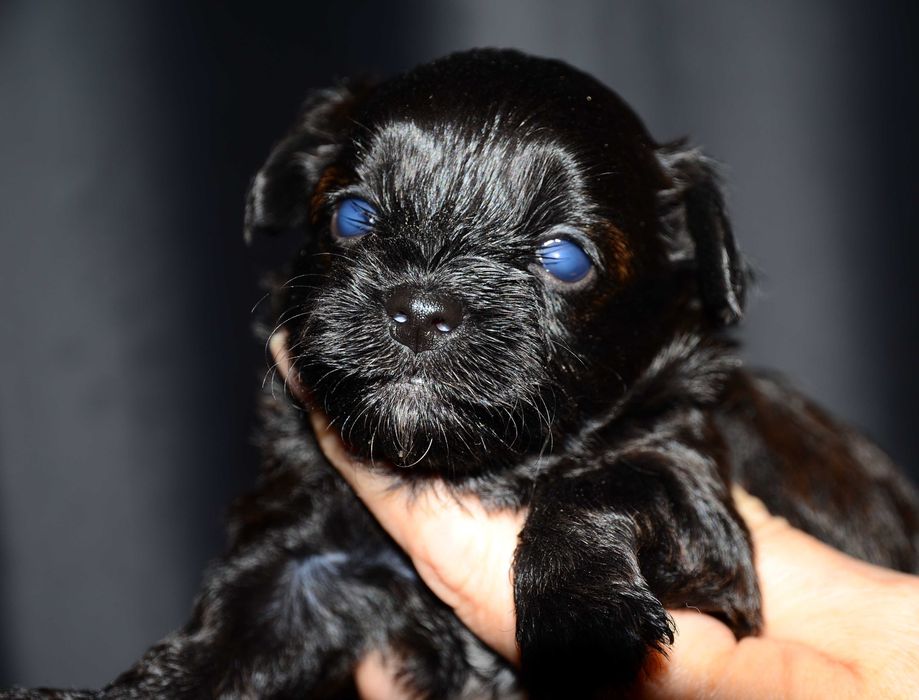 Мальтипу мини ! Maltipoo f1