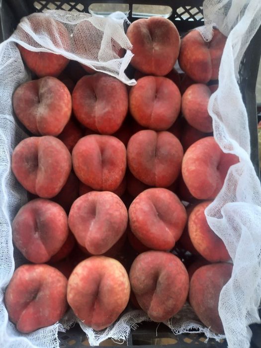 ANJIR SHoftolini barcha turidan bor arginal padvoyda sogʻlom kuchatlar